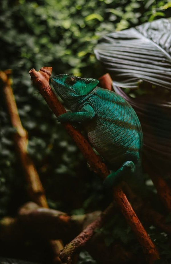 What's the Most Effective Setup for a Crested Gecko Bioactive Terrarium?